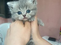 SAFKAN BLUE POİNT BRİTİSH SHORTHAİR YAVRULARIMIZ (SON 4)