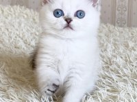 Maviş Gözlü Gerçek British Shorthair