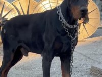 Sağlıklı Siyah Ve kızıl Doberman Yavrularımız