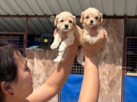 Maltipoo yavru köpekler