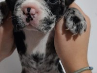 French bulldog