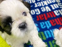 Shih tzu köpeği yavruları