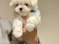 A kalite morkie yavrularımız