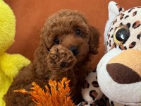 Boy kilo garantili saf kan toy poodle
