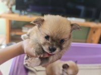 Pomeranian chihuahua mix
