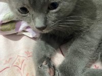 2 aylık baykuş kulaklı scottish fold
