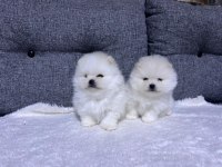 Kar beyaz güzellikler pomeranian yavrularımız