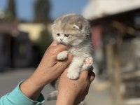 A kalite tricolor dişi scottish fold yavrumuz