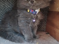 Acil sahiplendirme 50 günlük british longhair