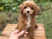 PARTY COLOUR ERKEK ÜST DÜZEY MALTİPOO