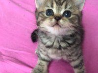2 adet dişi british shorthairr 2 aylık
