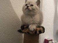 Scottish Straight ve Scottish Fold