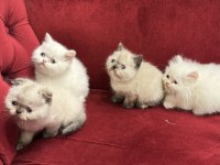 British Shorthair & Scottish Fold Yavrularımız