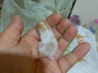 RENGARENK SYRİA HAMSTER YAVRULAR