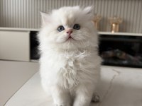 British longhair erkek yavru