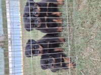 A şecereli üst düzey kaliteli rottweiler yavrular