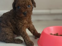 Poodle Bebeklerimiz