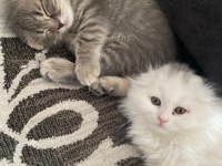 2 Aylık Scottish Fold Yavrularım Yeni Yuvalarını Arıyor