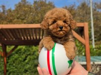 Poodle Çiftliğinden Red Brown Toy Poodle Bebeklerimiz