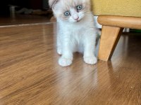 Satılık Scottish Fold Yavrusu