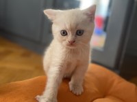 1,5 aylık erkek scottish fold ve straight