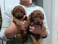 A Kalite Kore Poodle Prensesler