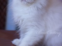 British Longhair dişi