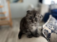 Yavru Scottish Fold