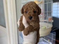 Evimizin Neşesi Minik Poodle