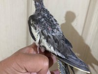 37 GÜNLÜK KONUŞTURMALIK GREY BEBEK SULTAN PAPAĞANI
