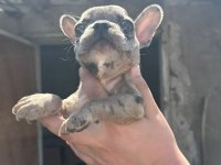 French Bulldog Bebekler