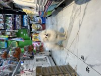 Beyaz erkek pomeranian yavru