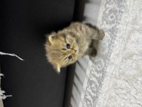 Tatlı kedimiz 25 günlük british longhair dişi
