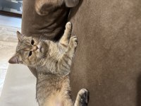 Uysal sevecen akıllı ve oyuncu british shorthair