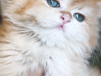 Show kalite dişi british longhair