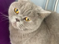 British Shorthair 3 Yaşında