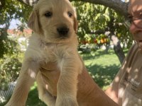 Safkan golden retriever yavrularımız