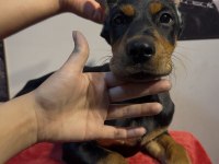 Hedefinizde Kaliteli Doberman Varsa Bekleriz