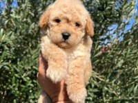 Birbirinden güzel maltipoo yavrularım için bana ulaşın