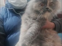 Dişi İran chinchilla kedimiz