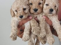 Sevimli maltipoo yavrumuz yeni ailelerini bekliyor