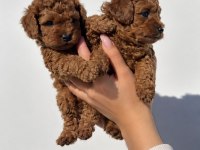  MİNİK PATİLER, RED BROWN TOY POODLE YAVRULAR
