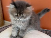 British Longhair Yavrumuz Şecereli Baba
