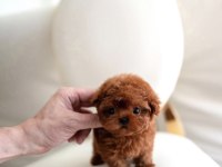 Orjinal Toy Poodle Yavrumuz Miya