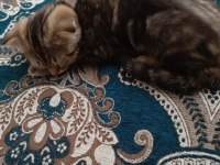 Scottish fold yeni yuvamızı arıyoruz