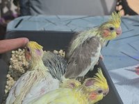 Bebek sultan papağanları lutino karışık