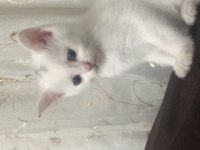 Yavru british shorthair kedilerimiz sahiplendirilecektir
