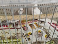 Albino wf takım sultan papağanı