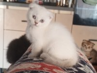 Safkan ırk garantili scottish fold yavrular
