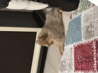 Pomeranian boo 3 aylık dişi